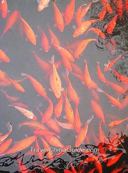 The red carps in pond